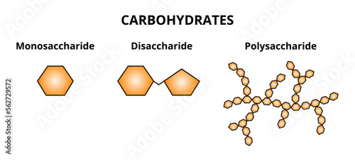 Vector set of three categories of carbohydrates – monosaccharide, disaccharide and polysaccharide. The simplest sugars, two monosaccharides linked together, polymers containing more monosaccharides. photo