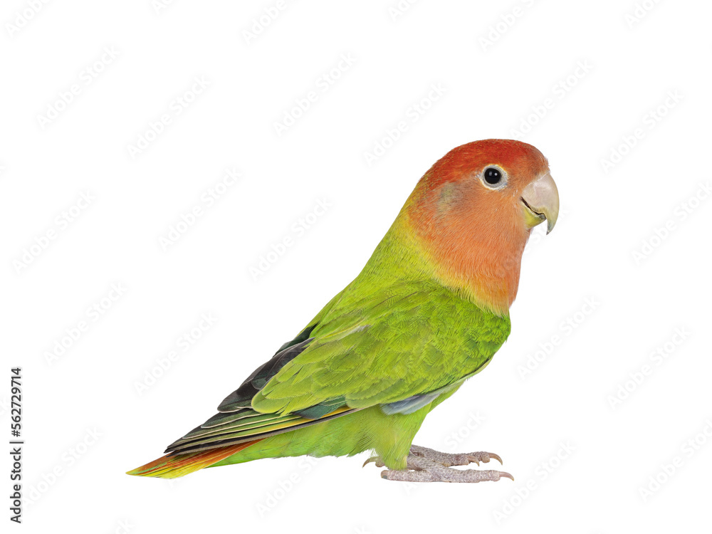 Peach faced Lovebird aka Agapornis bid, sitting on flat surface. Isolated cutout on a transparent background.