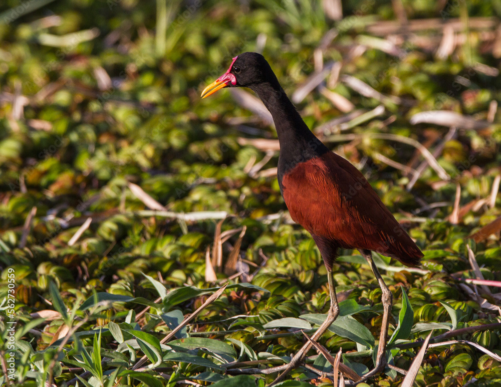 Obraz na plátně Wattled Jacana