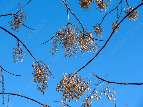 Chinaberry small fruits in clusters on leaveless branches with clear blue sky at background photo