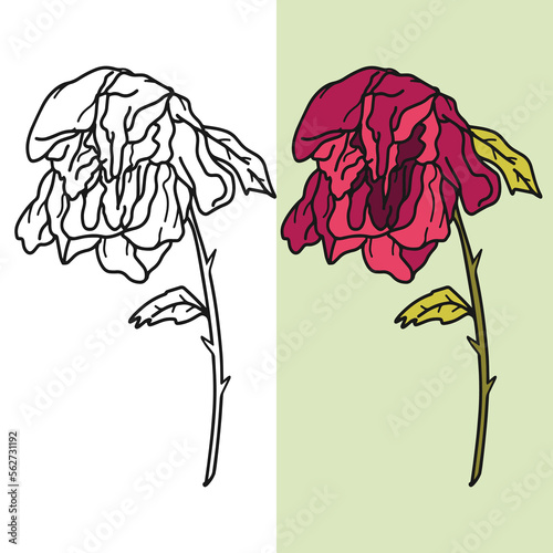 Fotografi Hand drawn withered flower vector illustration