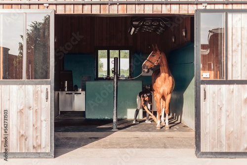 Obraz na plátně female horse caretaker grooming horse in stable using a brush to clean the horse