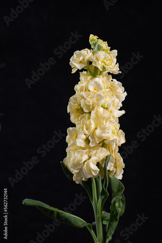 delphinium