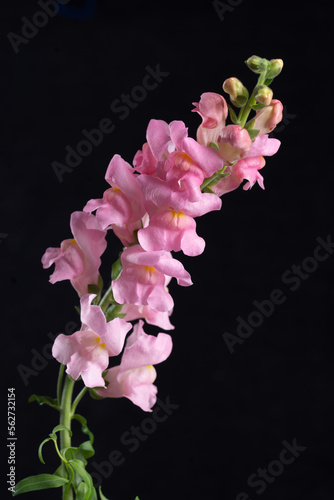 delphinium
