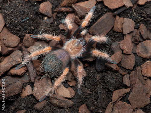 macro picture of Brachypelma boehmei