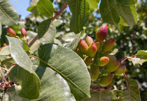 Foto Pistachios on tree