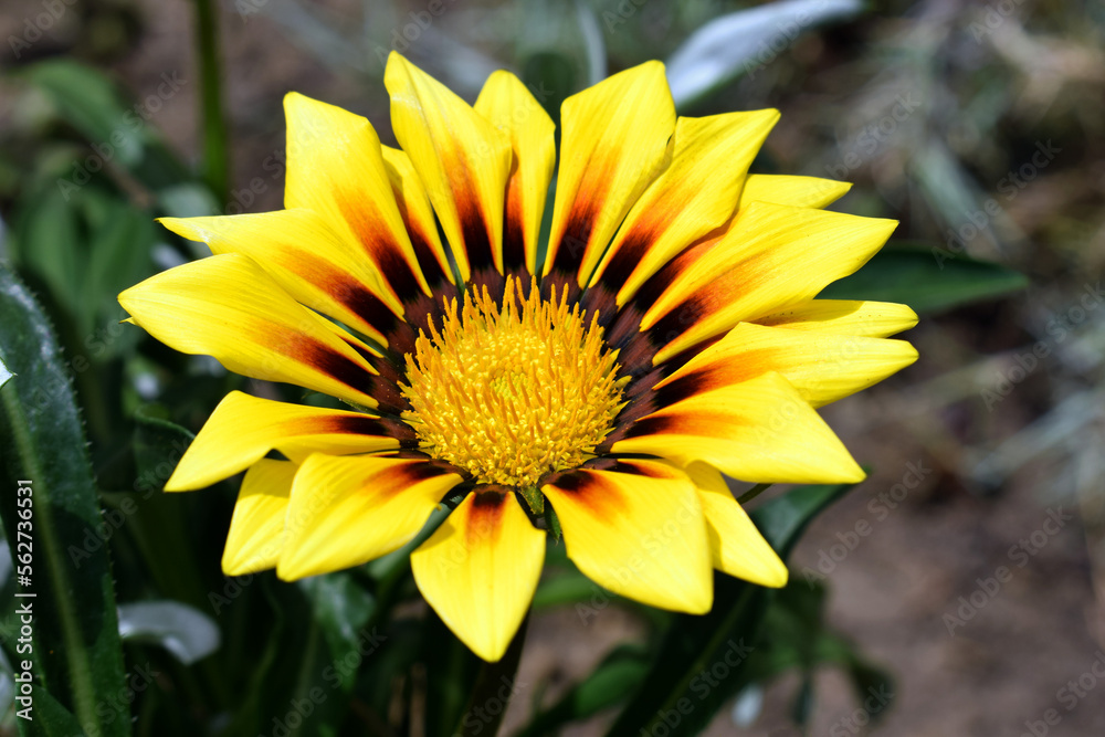 Beautiful gazania flower of bright yellow color, close up view