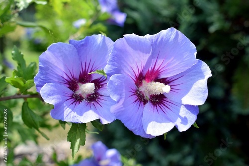Attractive flowers of hibiscus syriacus 'Blue bird', close up view