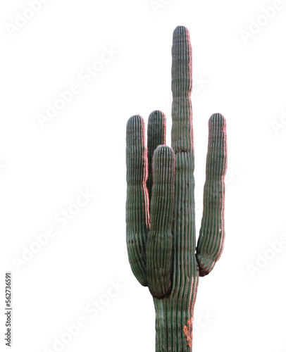 Cactus isolated on white background