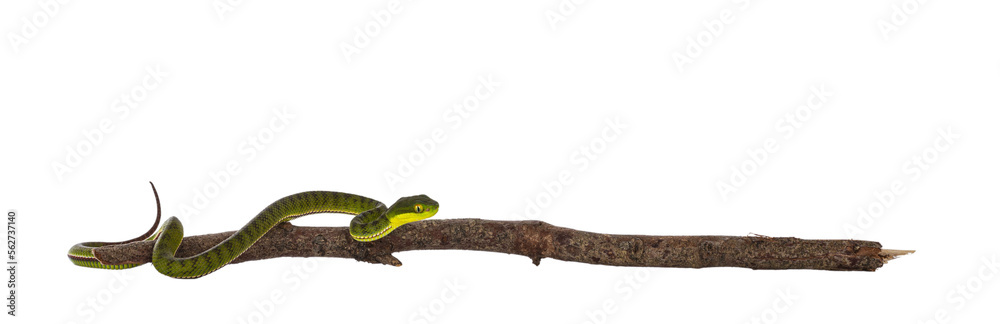Fototapeta premium Brown spotted green pitviper or pit viper, on wooden branch. High detail. Isolated cutout on transparent background.