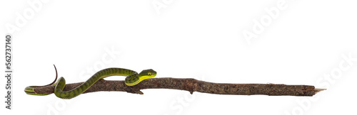 Brown spotted green pitviper or pit viper, on wooden branch. High detail. Isolated cutout on transparent background.