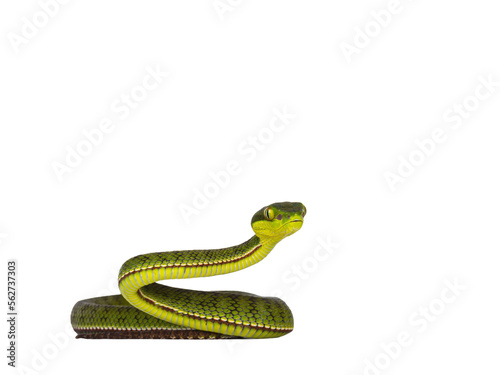 Brown spotted green pitviper or pit viper, curled up with head high. High detail. Looking towards camera. Isolated cutout on transparent background.