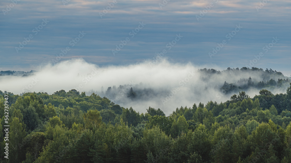 Moody summer morning and green tree tops covered with fog