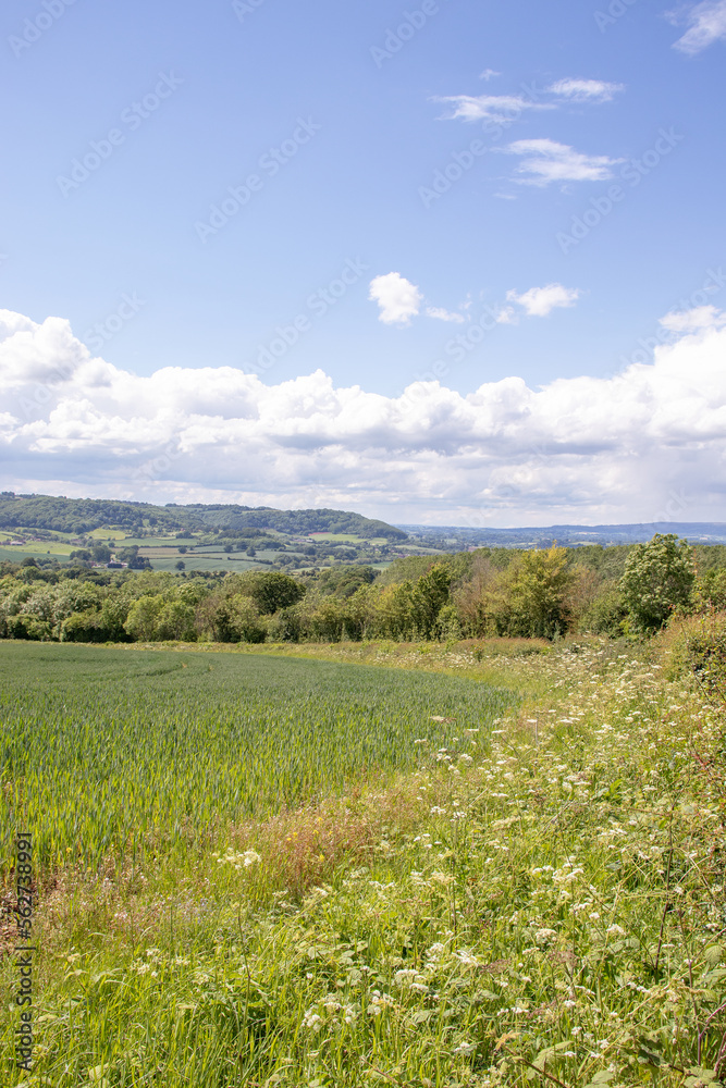 Summertime fields and meadows in England. Summertime fields and meadows in England.