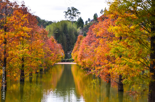 Colorful winter Bald Cypress Turning Red In Autumn At A Beautiful Garden In Sanwan, Miaoli, Taiwan