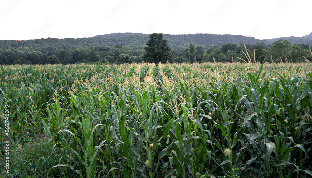 Rows in a corn field. A hill in the distance. Summer, evening