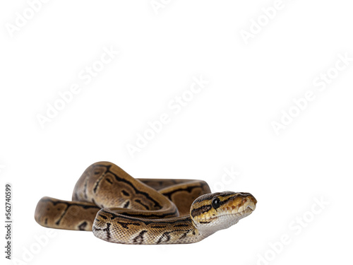 Pinstripe ballpython snake aka Python regius, moving towards camera. Detailed head facing camera. Isolated cutout on transparent background.