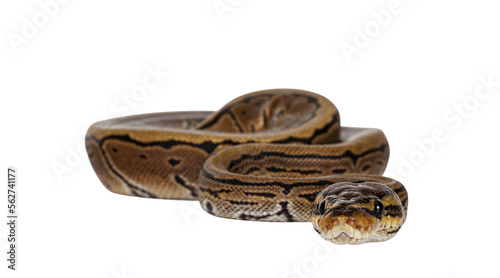 Pinstripe ballpython snake aka Python regius, moving towards camera. Detailed head facing camera, showing both eyes. Isolated cutout on transparent background.