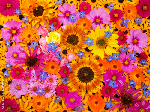 Viele bunte Blüten © Pixelmixel