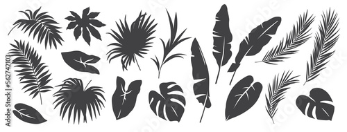 Abstract foliage elements isolated on a white background. Tropical leaves set. Collection of black and white graphic silhouettes. 