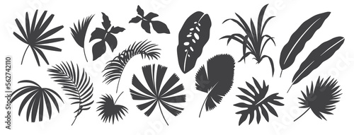 Abstract foliage elements isolated on a white background. Tropical leaves set. Collection of black and white graphic silhouettes. 