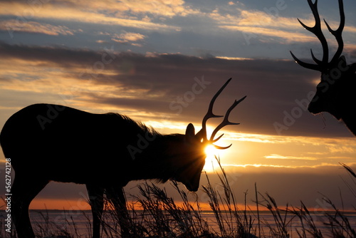 Ezo deer in the sunset Todowara on the Notsuke Peninsula in Hokkaido