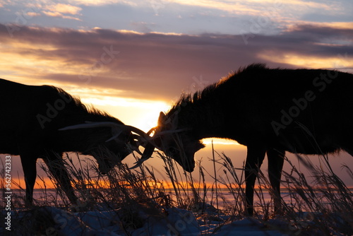 Ezo deer in the sunset Todowara on the Notsuke Peninsula in Hokkaido