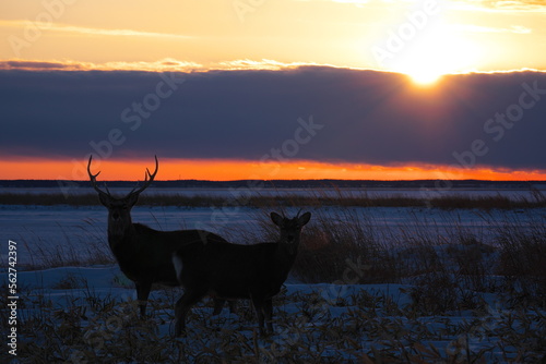 Ezo deer in the sunset Todowara on the Notsuke Peninsula in Hokkaido