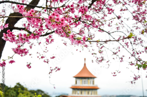 Taipei, Taiwan - FEB 10, 2019: Cherry blossom sakura flower close up with blurr blackground of Chinese style pavilion in tianyuan palace, Taiwan.