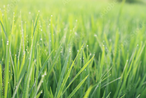 Natural photo of rice plants plastered with dewdrops in the morning.