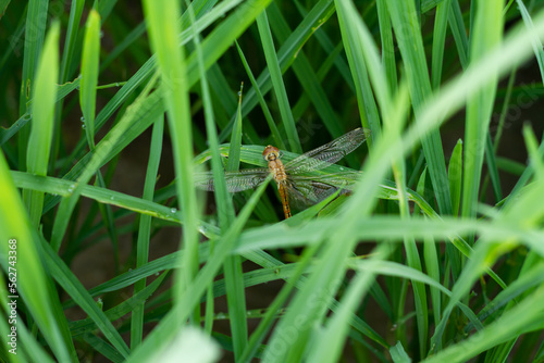 Photo of a dragonfly perched on a bush of rice plants. © Tri