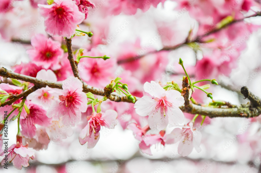 Obraz premium Cherry blossoms in full bloom.