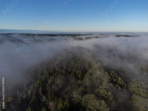 Moody summer morning and green tree tops covered with fog