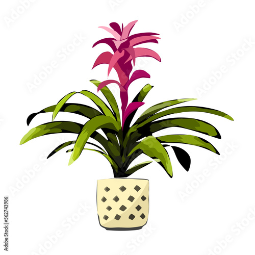 Slika na platnu Guzmania spp