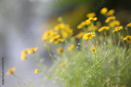 Yellow daisy flower macro closeup