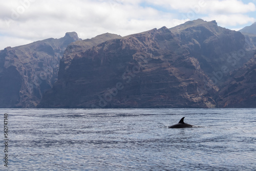 Scenic view on dorsal fin of bottlenose dolphins sticking out of water near cliff Los Gigantes, Santiago del Teide, western Tenerife, Canary Islands, Spain, Europe. Mammals swimming in Atlantic Ocean