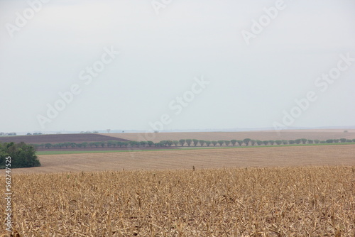 Paisagem colheita de milho