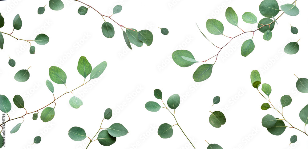 Eucalyptus twigs isolated on white background. Delicate grey green silver dollar eucalyptus leaves on branches. Flat lay, top view overhead. Eucalyptus twigs isolated on white background. Delicate grey green silver dollar eucalyptus leaves on branches. Flat lay, top view overhead.