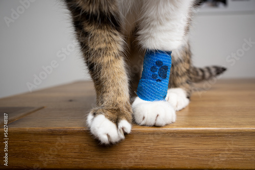 Fluffy Cat paws with blue medical bandage after the vet visit, copy space