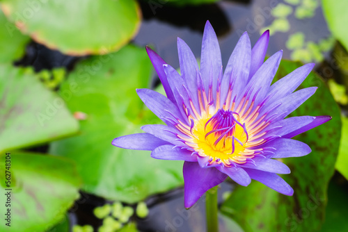 Selective focus on the purple lotus flower with copy space