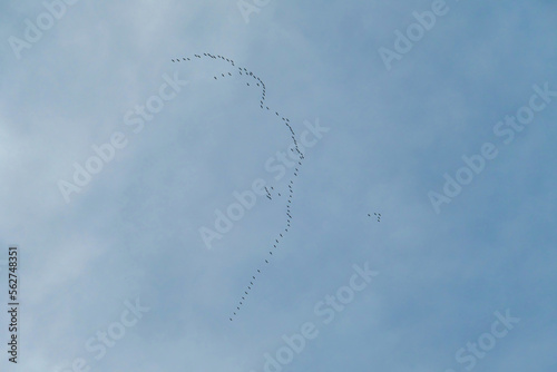 A swarm of storks flying in formation at the Baltic Sea in a bird reserve on Sobieszewo island, Poland. Nature reserve and wildlife paradise. Serenity and calmness
