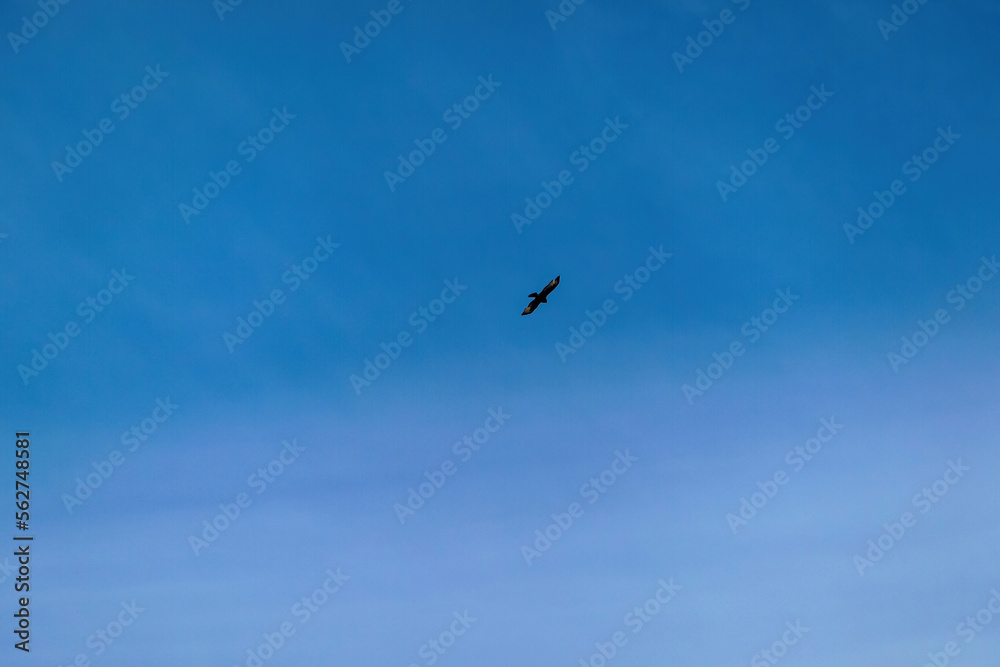 Wild bird flying and gliding slowly and majestic on the blue sky over high mountains. Concept of wildlife and pure nature. Freedom in the Karawanks on the way to Sinacher Gupf in Carinthia, Austria