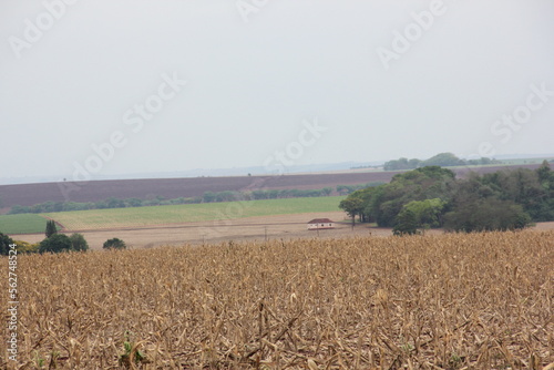 Palhada de Milho (Zea mays)