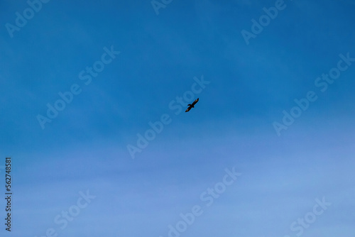 Wild bird flying and gliding slowly and majestic on the blue sky over high mountains. Concept of wildlife and pure nature. Freedom in the Karawanks on the way to Sinacher Gupf in Carinthia, Austria
