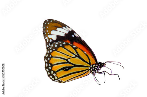 Orange butterfly on white background. Isolate