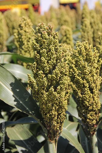Sorgo (Sorghum bicolor)