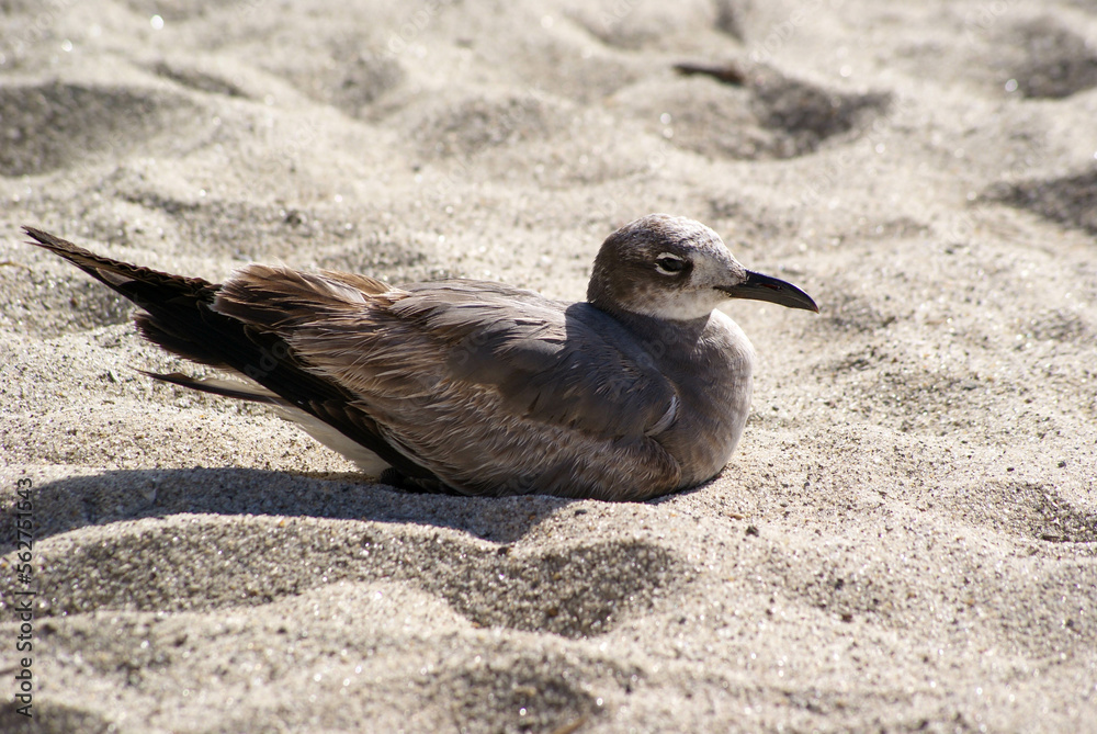 Fototapeta premium Dark Seagull