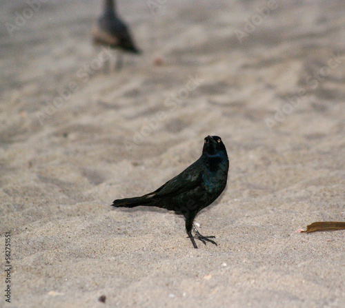 Grackle Mexican
 photo