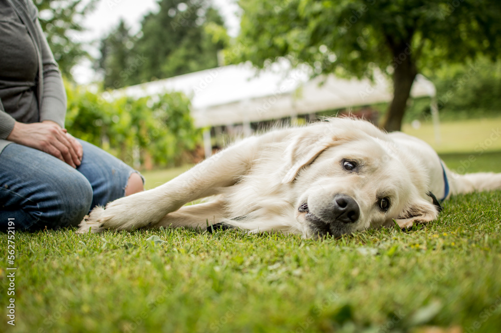 English cream male dog laying in grass Golden retriever English cream male dog laying in grass Golden retriever