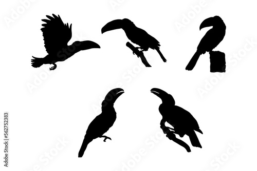 Set of silhouettes of toucan bird vector design